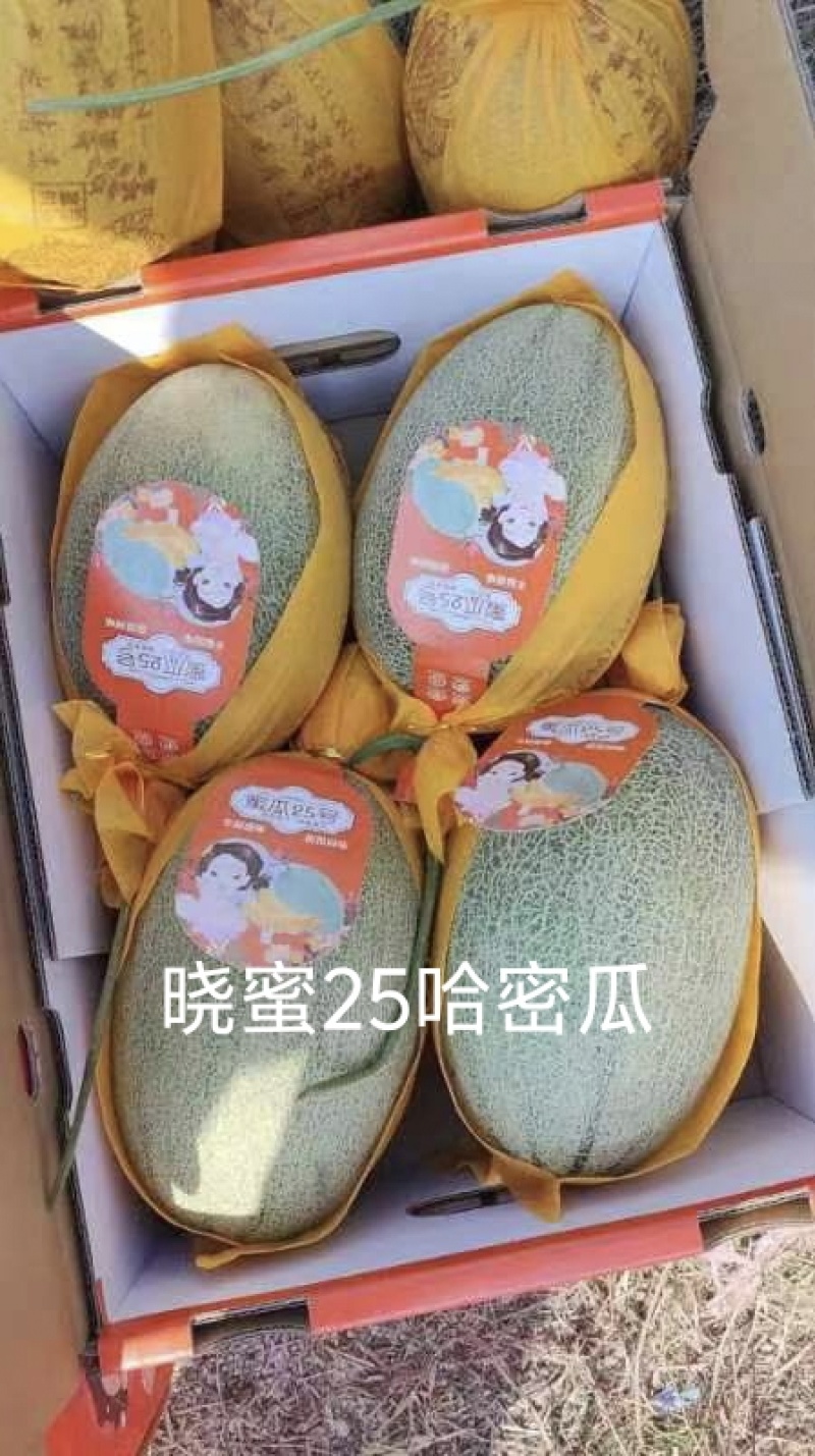 海南晓蜜25，脆甜多汁，大量供应电商，市场，代发全国