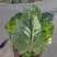 牛心包菜，基地直供，量大从优