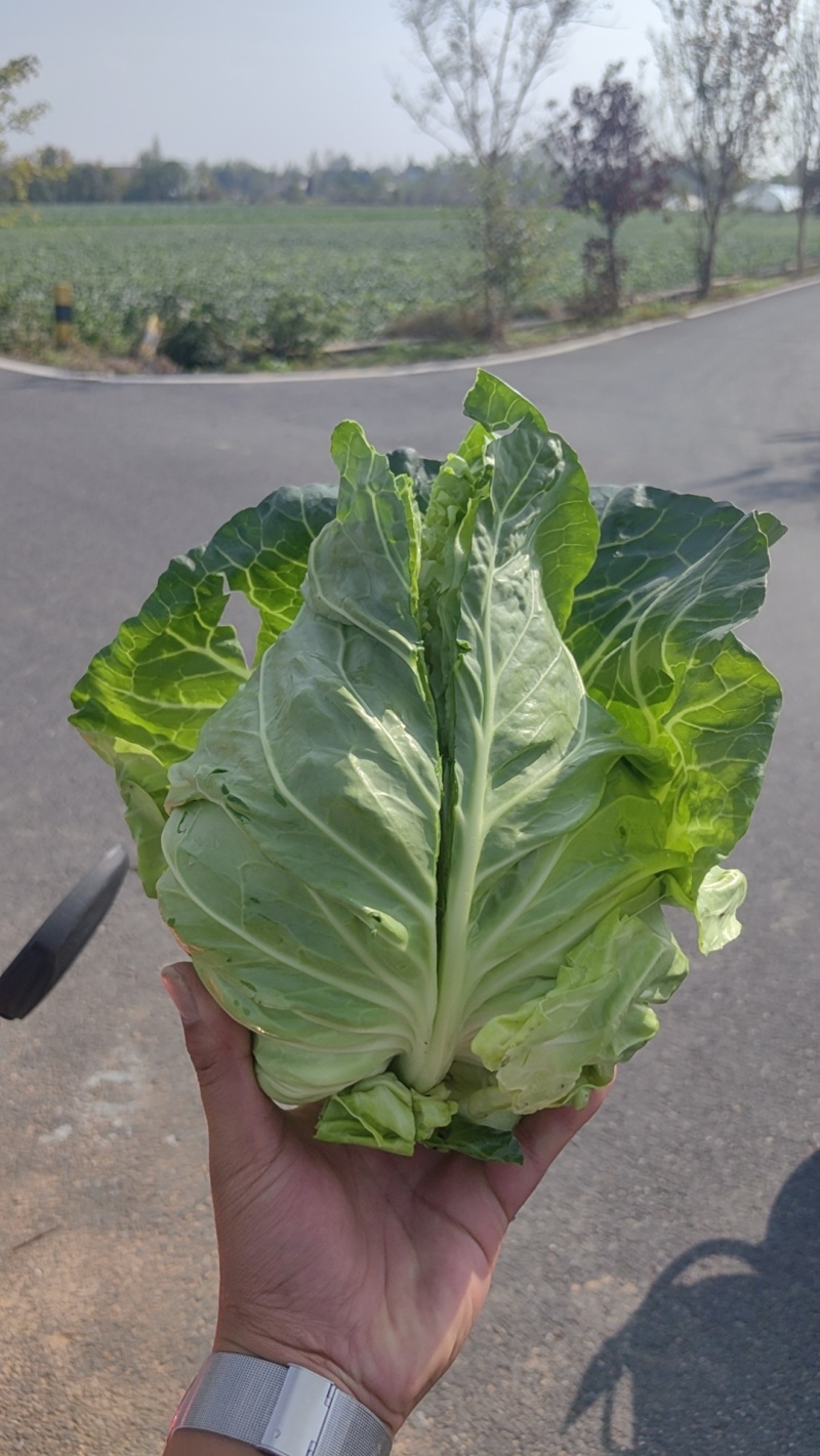 牛心包菜，基地直供，量大从优