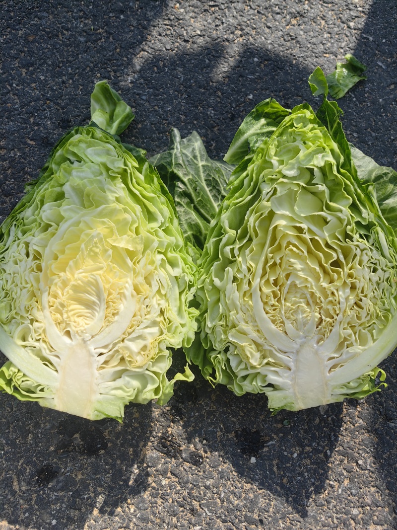牛心包菜，基地直供，量大从优