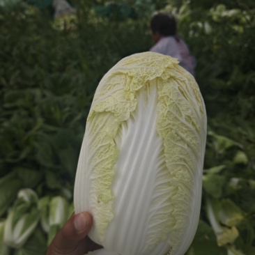 娃娃菜大菜