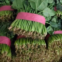 大叶菠菜阳谷大棚蔬菜叶菜货源稳定常年供应