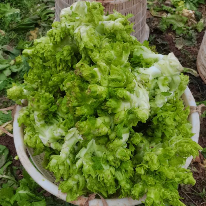 儿菜