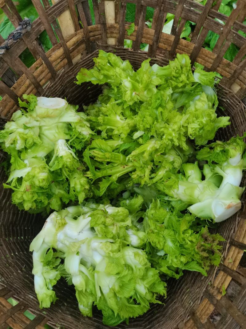 儿菜