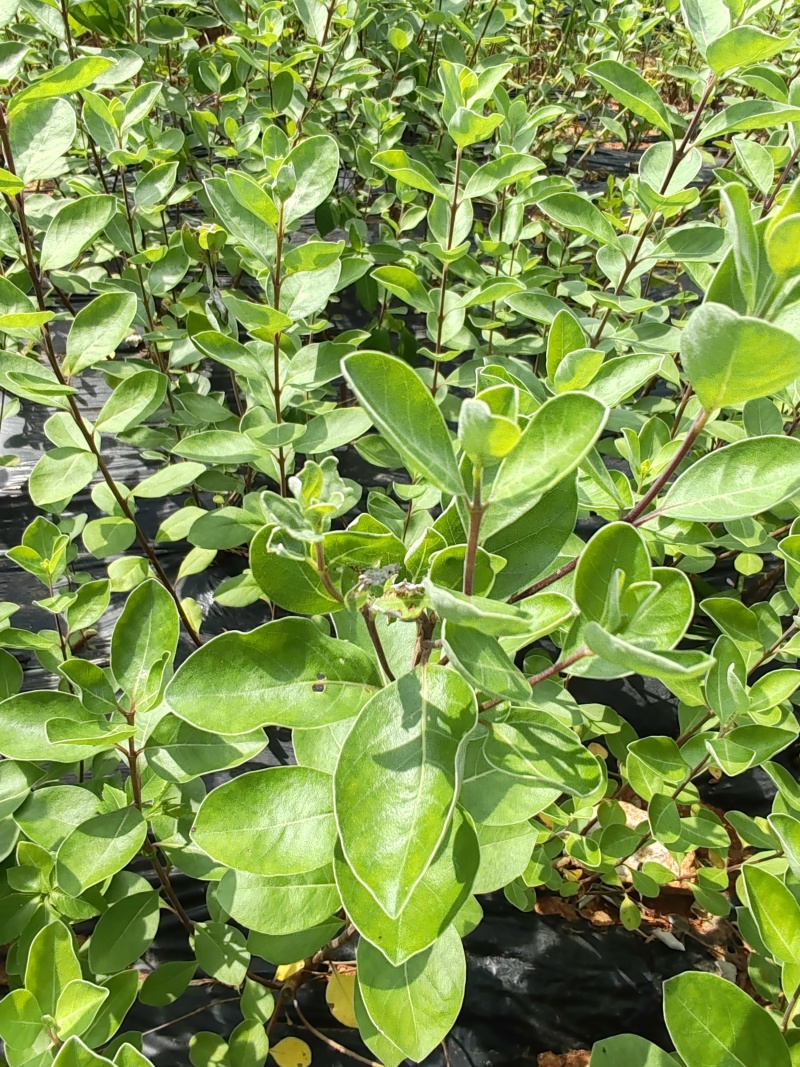 供应江西道地药材优质江西单叶蔓荆子苗，