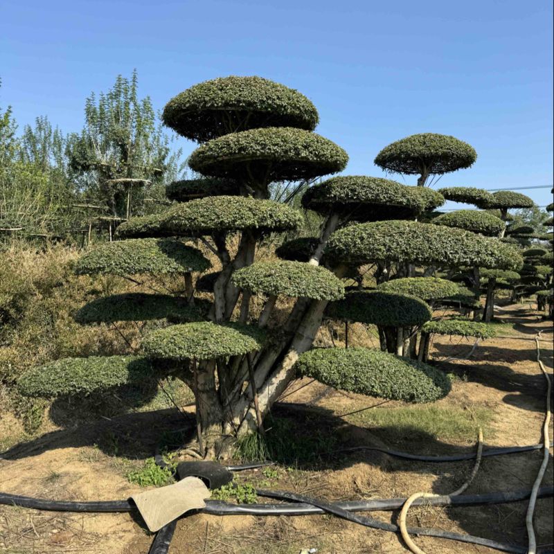 对节白腊室外景观树，生命力可达两千年以上。