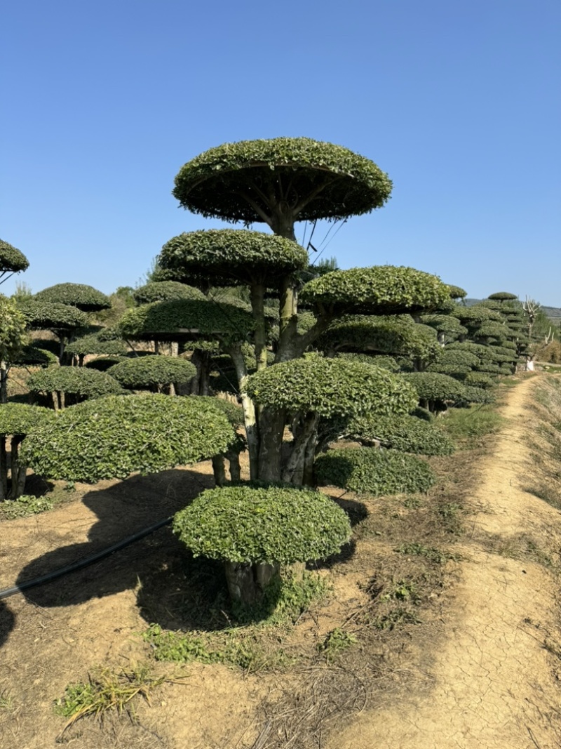 对节白腊室外景观树，生命力可达两千年以上。