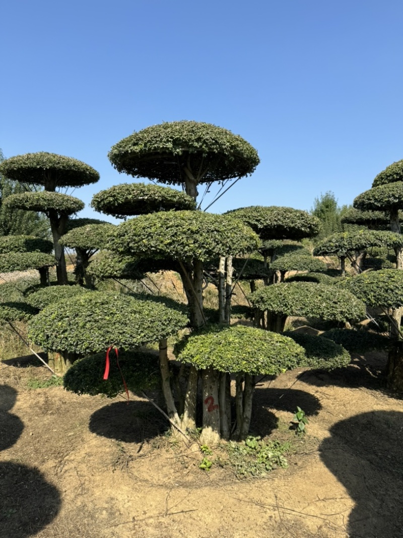 对节白腊室外景观树，生命力可达两千年以上。