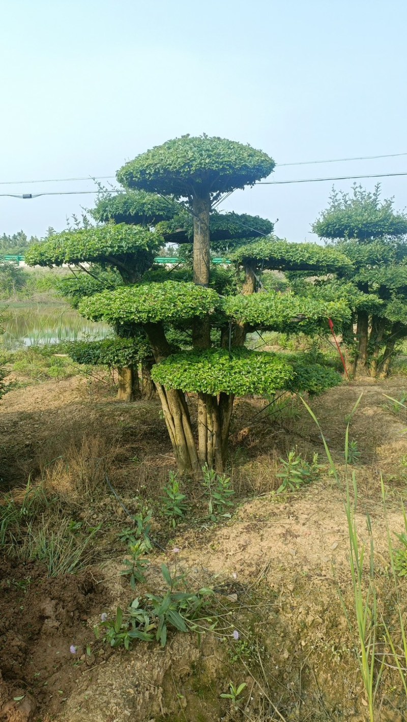 对节白腊室外景观树，生命力可达两千年以上。