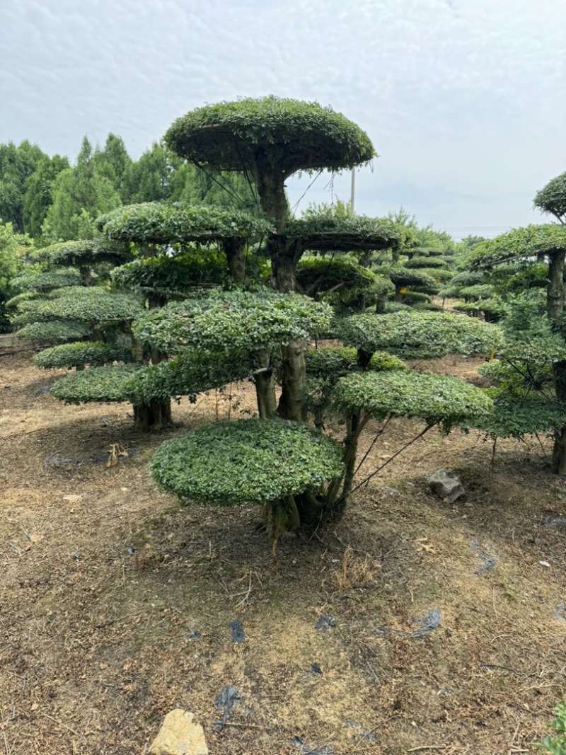 对节白腊室外景观树，生命力可达两千年以上。