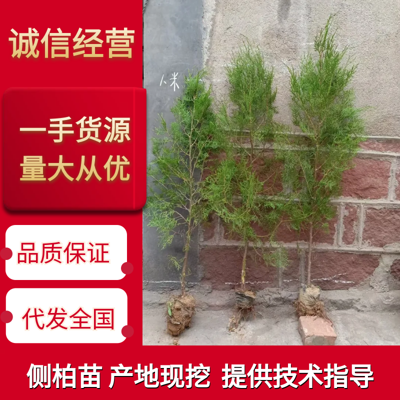 山东侧柏，侧柏苗，规格齐全，量大从优，欢迎咨询