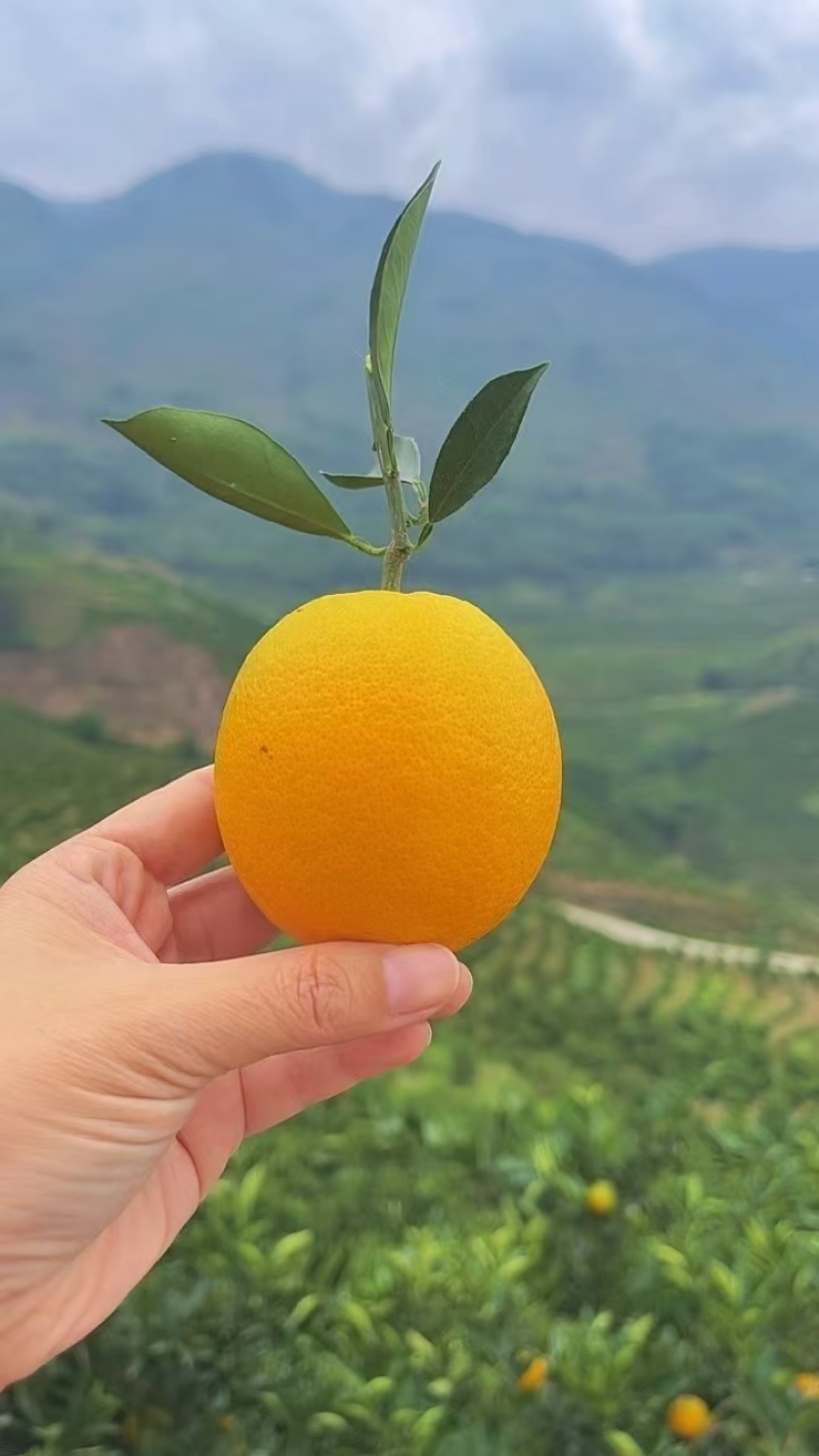 《冰糖蜜橙》对接各大电商社区团购一件代发