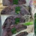山东羔羊羊排（半排），厂家直发量大从优品质保障