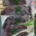 山东羔羊羊排（半排），厂家直发量大从优品质保障