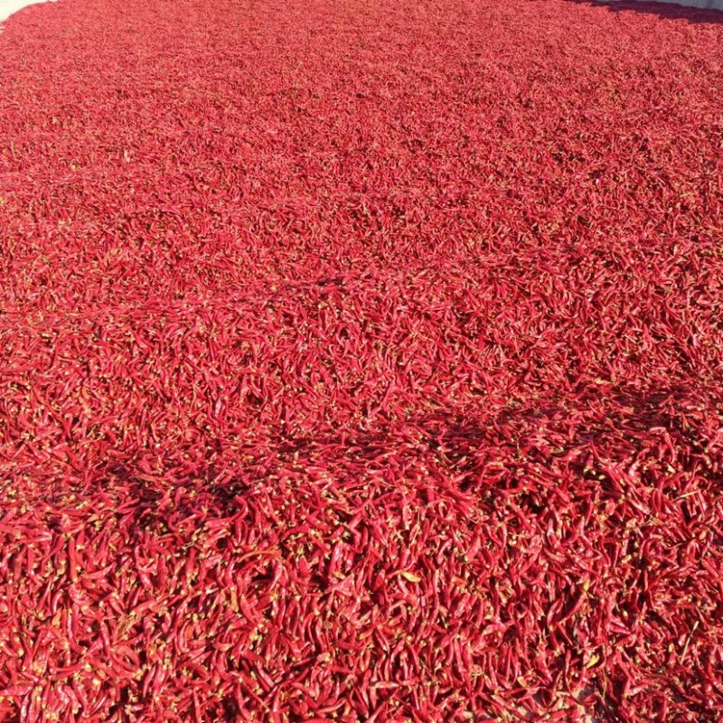 新疆干辣椒朝天椒艳椒对接全国质量保证欢迎咨询