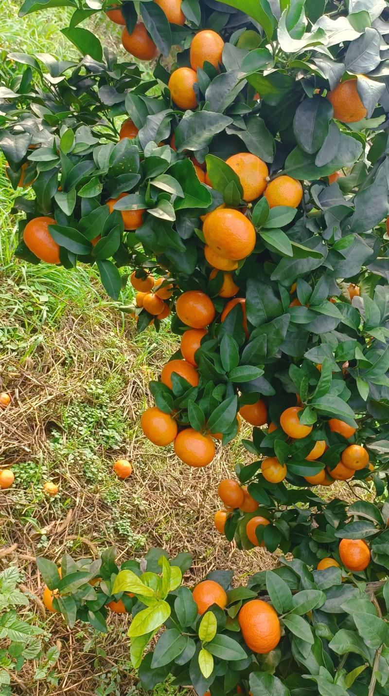 四川金秋砂糖橘不干水，味道甜，皮薄多汁，三四千斤