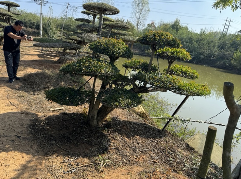 对节白腊室外景观树，生命力可达两千年以上。