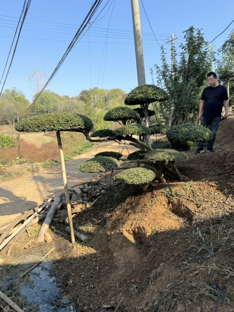对节白腊室外景观树，生命力可达两千年以上。