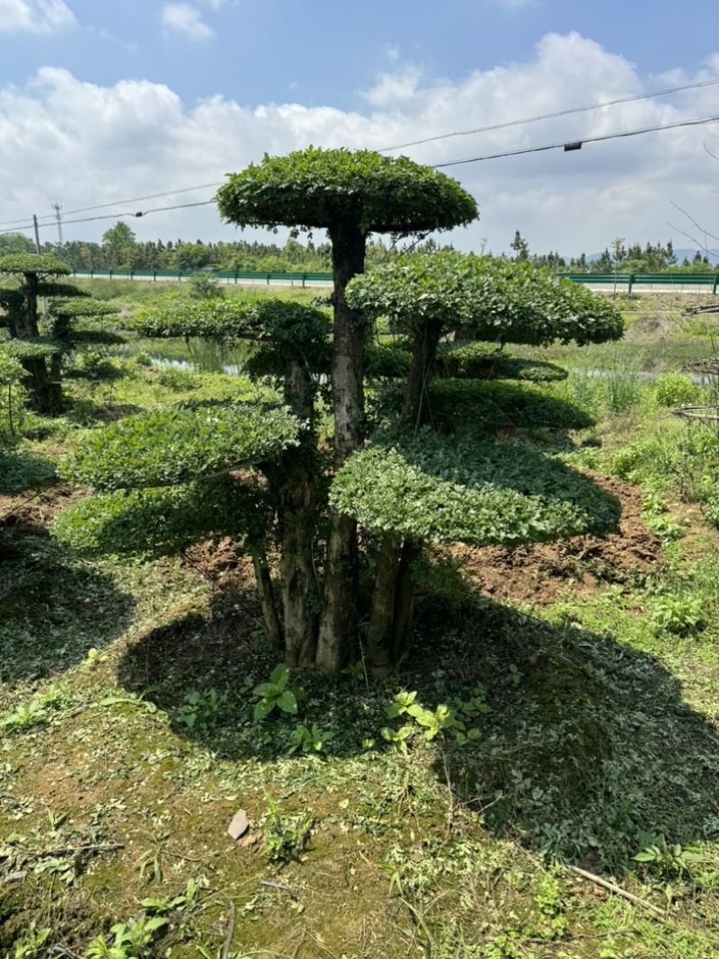 对节白腊室外景观树，生命力可达两千年以上。