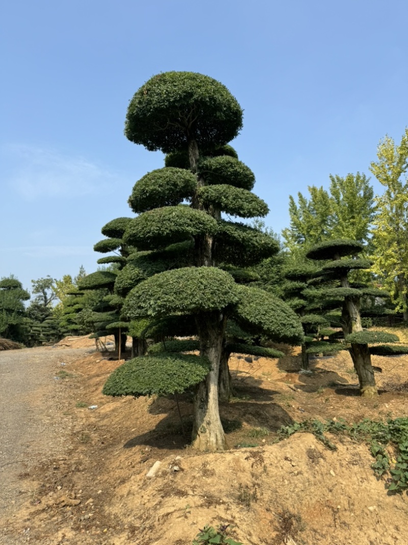 对节白腊室外景观树，生命力可达两千年以上。