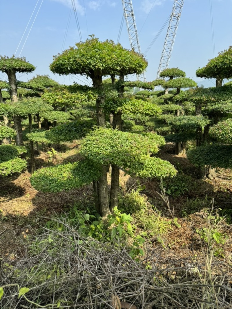 对节白腊室外景观树，生命力可达两千年以上。