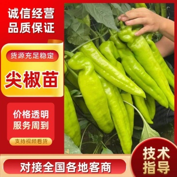 【尖椒苗】薄皮大果辣椒苗黄皮尖椒苗太空椒苗螺丝椒苗