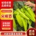 【尖椒苗】薄皮大果辣椒苗黄皮尖椒苗太空椒苗螺丝椒苗