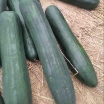 黑皮冬瓜