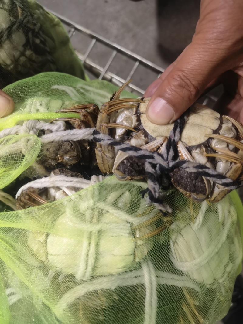 兴化红膏大闸蟹