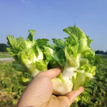 儿菜