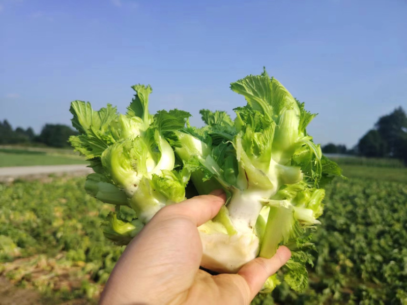 儿菜