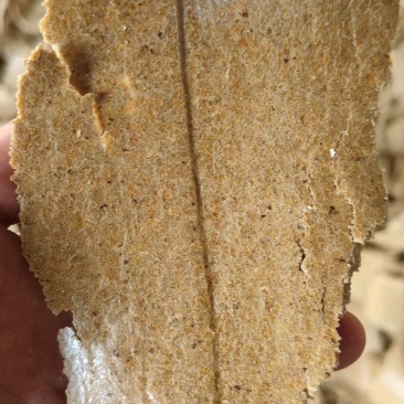 高温，豆饼，油脂20个，蛋白40个，