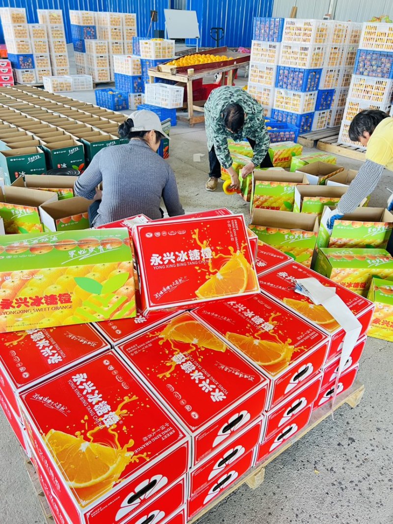 永兴冰糖橙