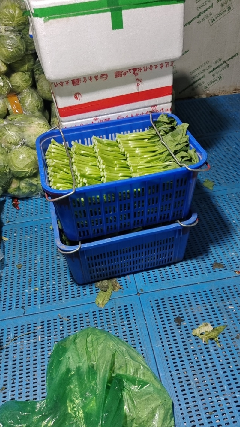 广东菜心