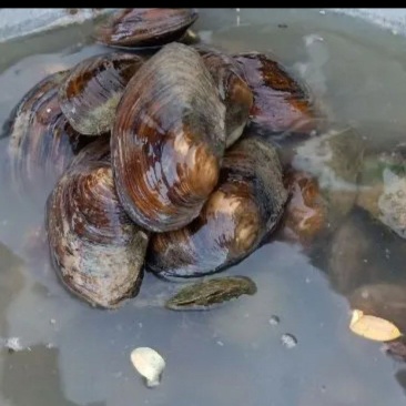 河蚌半壳