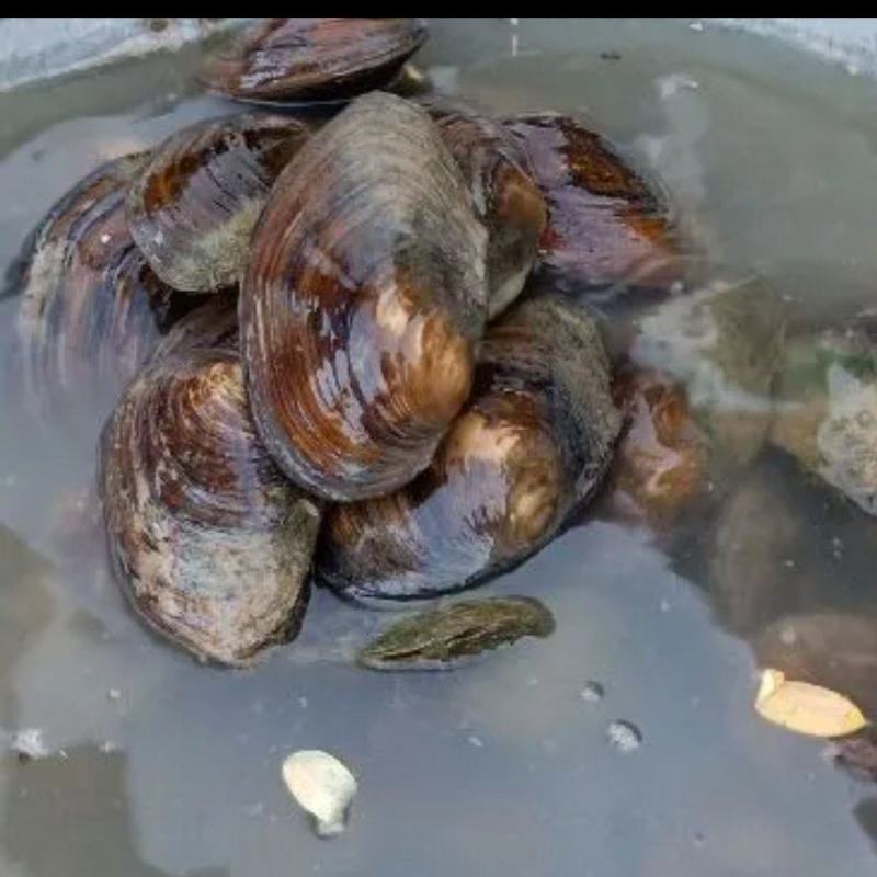 河蚌半壳