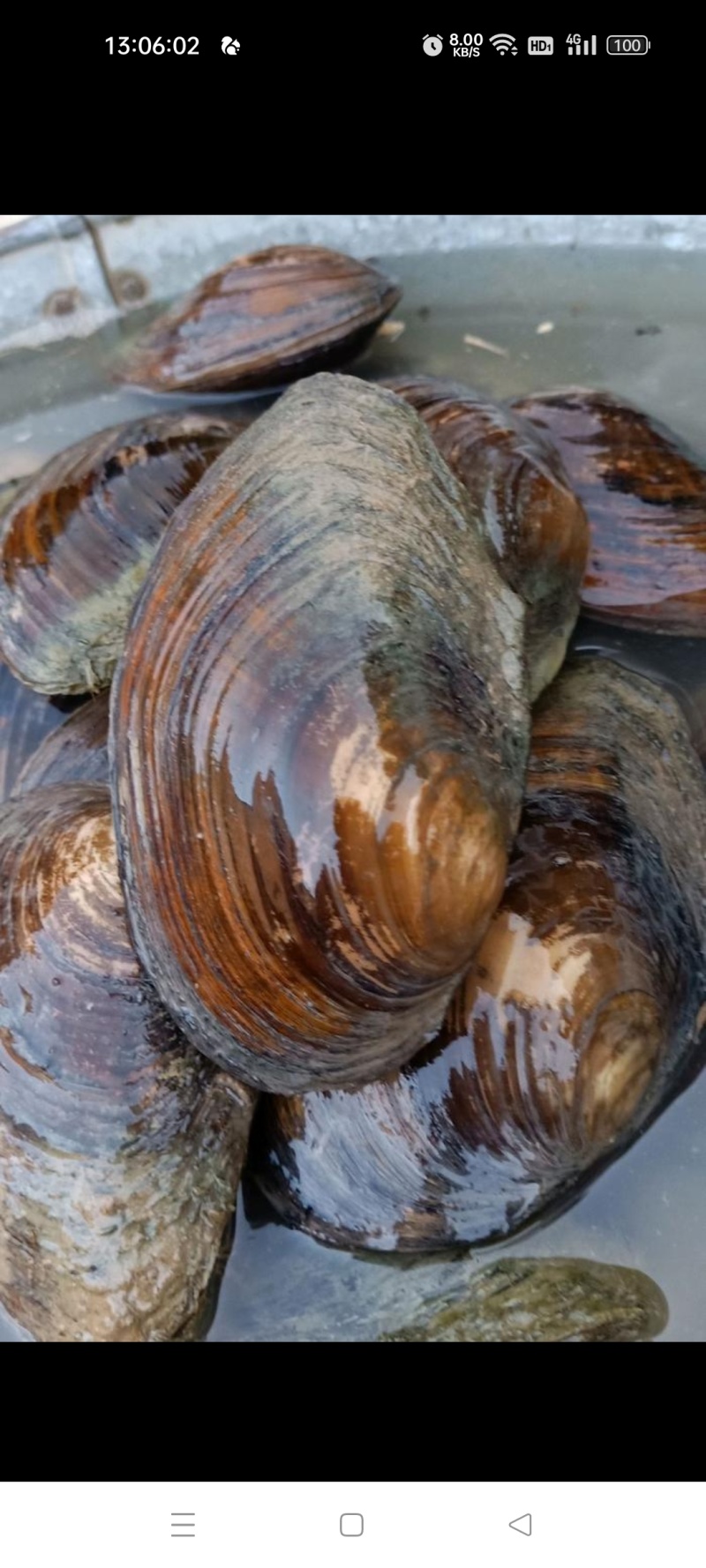 河蚌半壳