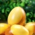 河南黄金变蛋，水晶速成鸡皮蛋，无铅糖心松花鸡变蛋