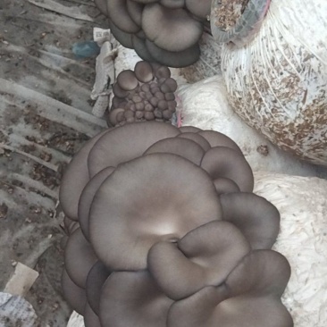 鲜平菇，平菇棒大量供货提前预定
