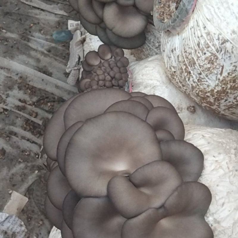 鲜平菇，平菇棒大量供货提前预定