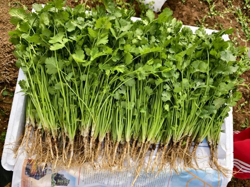 河南精品香菜产地根粗叶绿品质保证货源稳定可视频看货