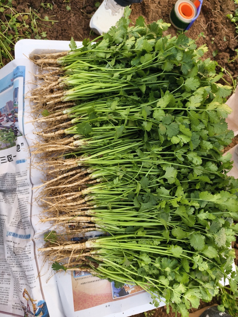 河南精品香菜产地根粗叶绿品质保证货源稳定可视频看货