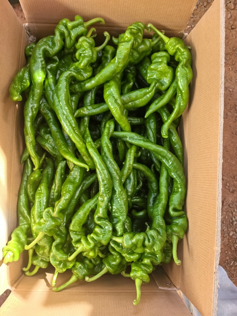 新苗陇椒