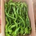 新苗陇椒