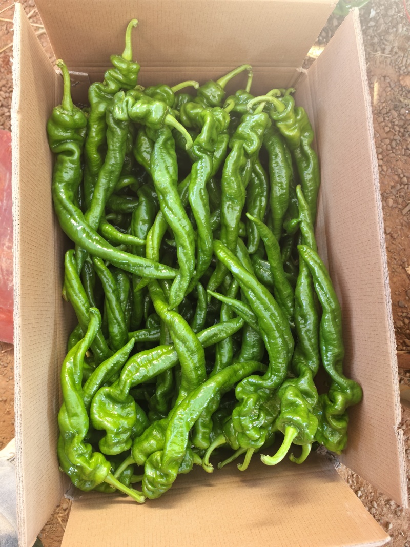 新苗陇椒