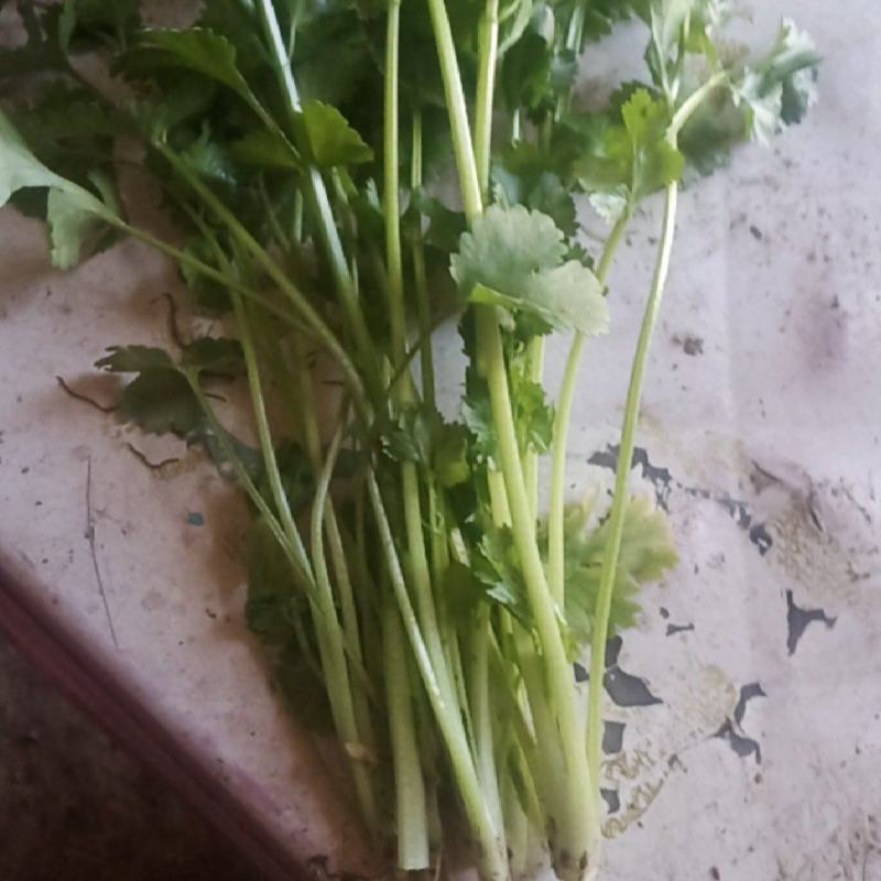 大量发货发往全国各地香菜是精品的