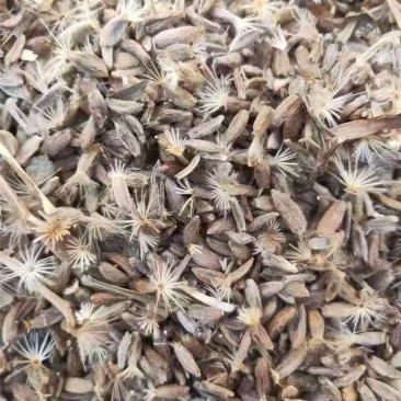 白术种子，白术种芽头二年新货精品选货
