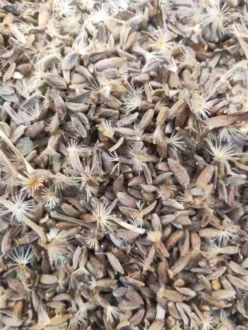 白术种子，白术种芽头二年新货精品选货