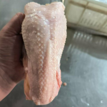 蛋鸡胸架