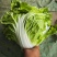 河南白菜新乡小包白菜秦白2号白菜一手货源全国批发